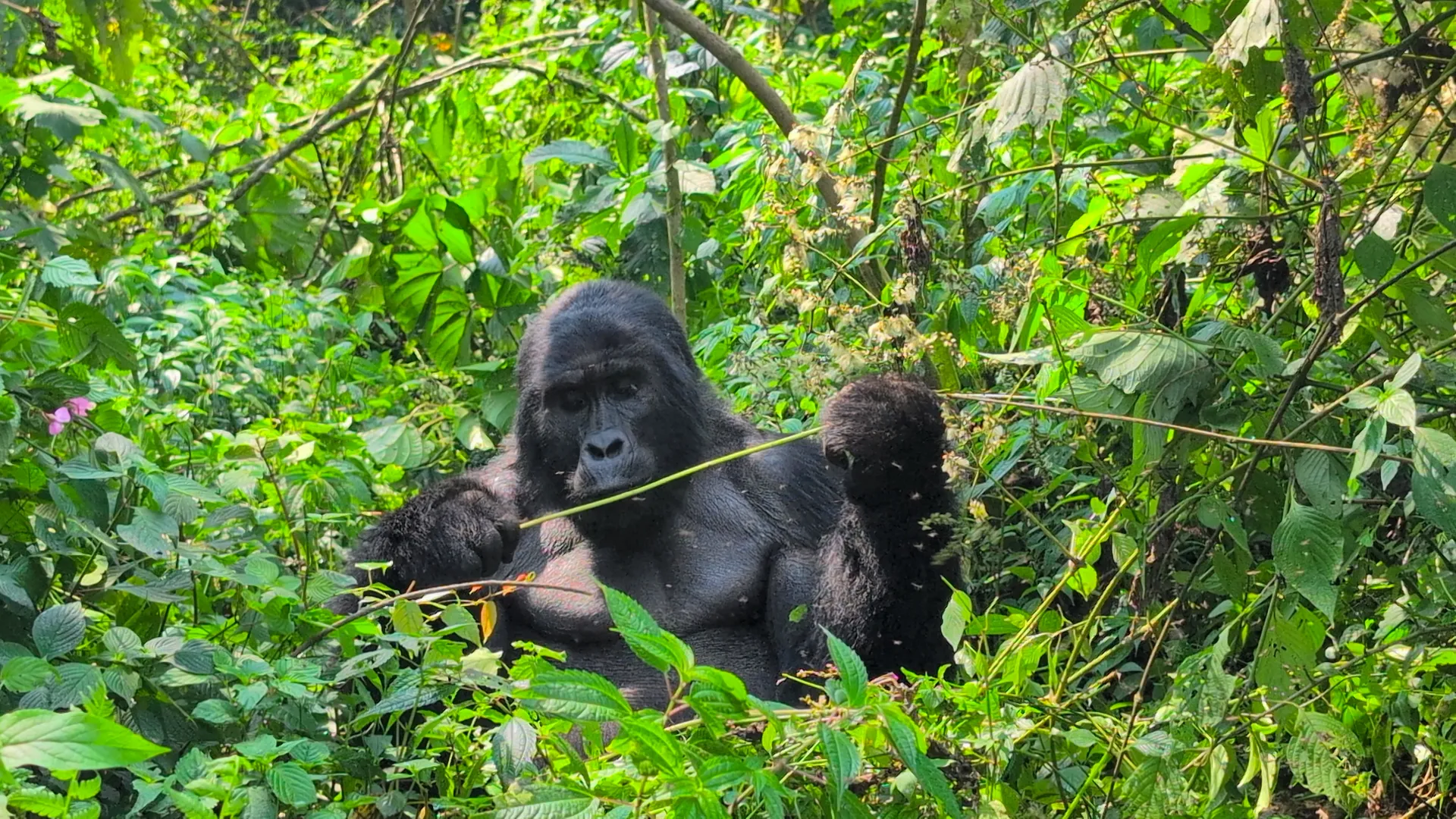 Uganda Adventure Tours – Gorillas & More