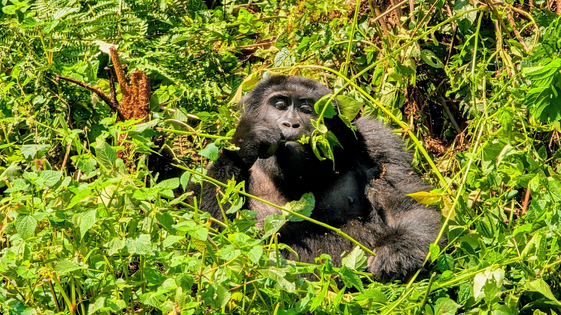 Uganda Gorilla Habituation Experience