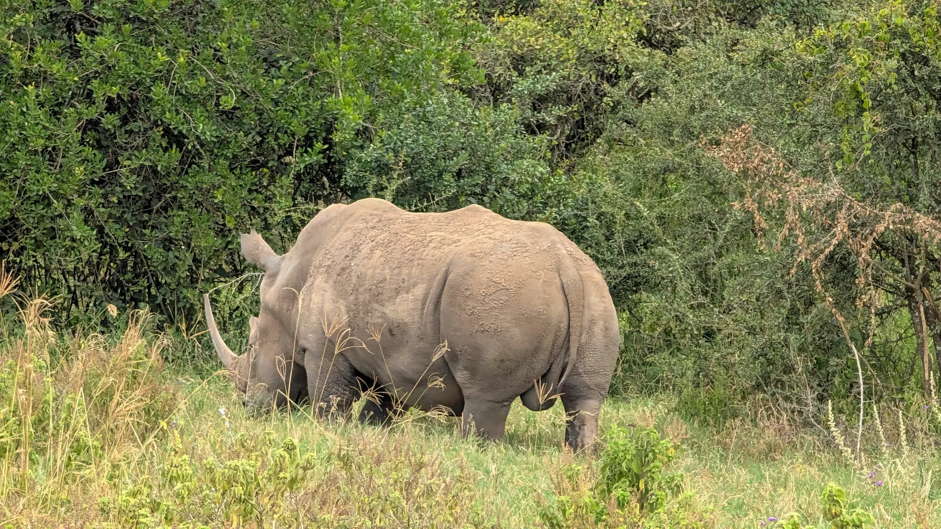 Rhino Tracking & Sanctuaries in East Africa