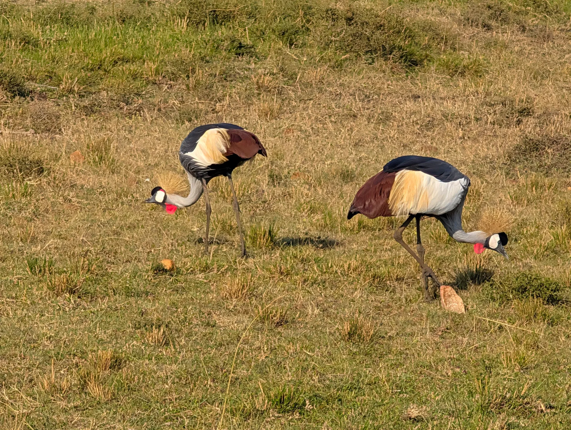 Uganda Birdwatching – Top Spots & Species