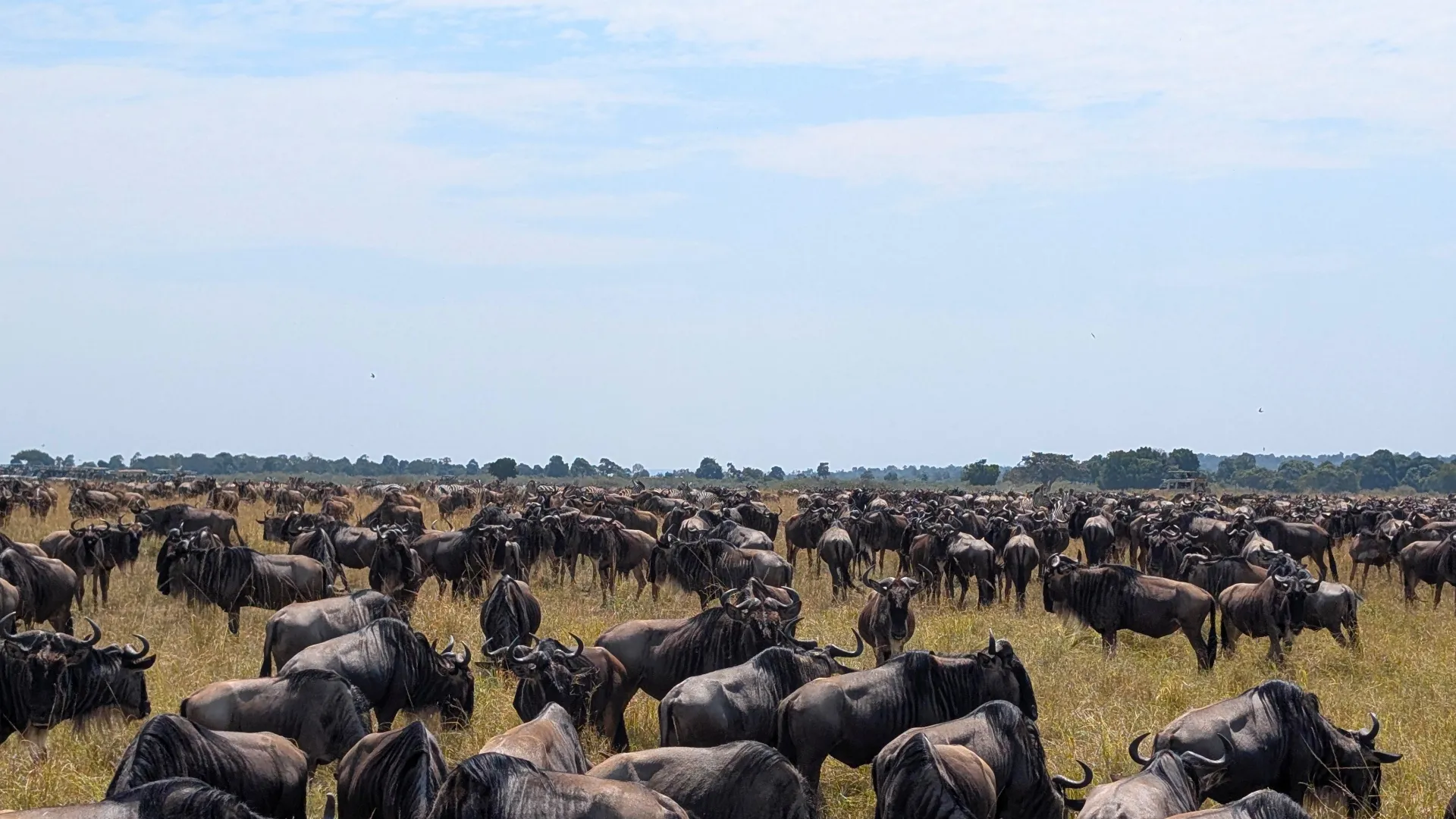 Can You See the Great Migration in February?