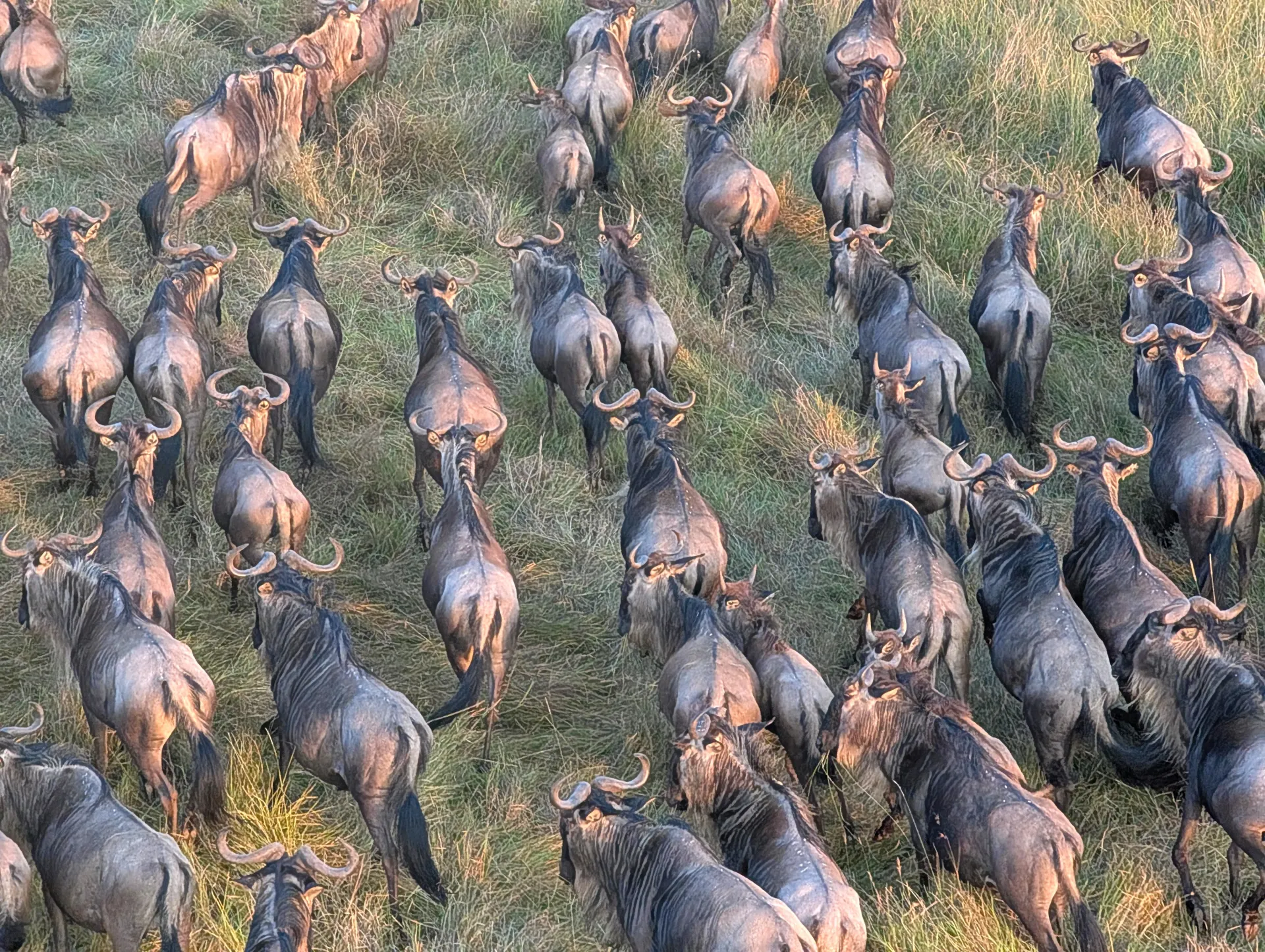 The Ultimate Guide to Wildebeest Great Migration Safari Packages