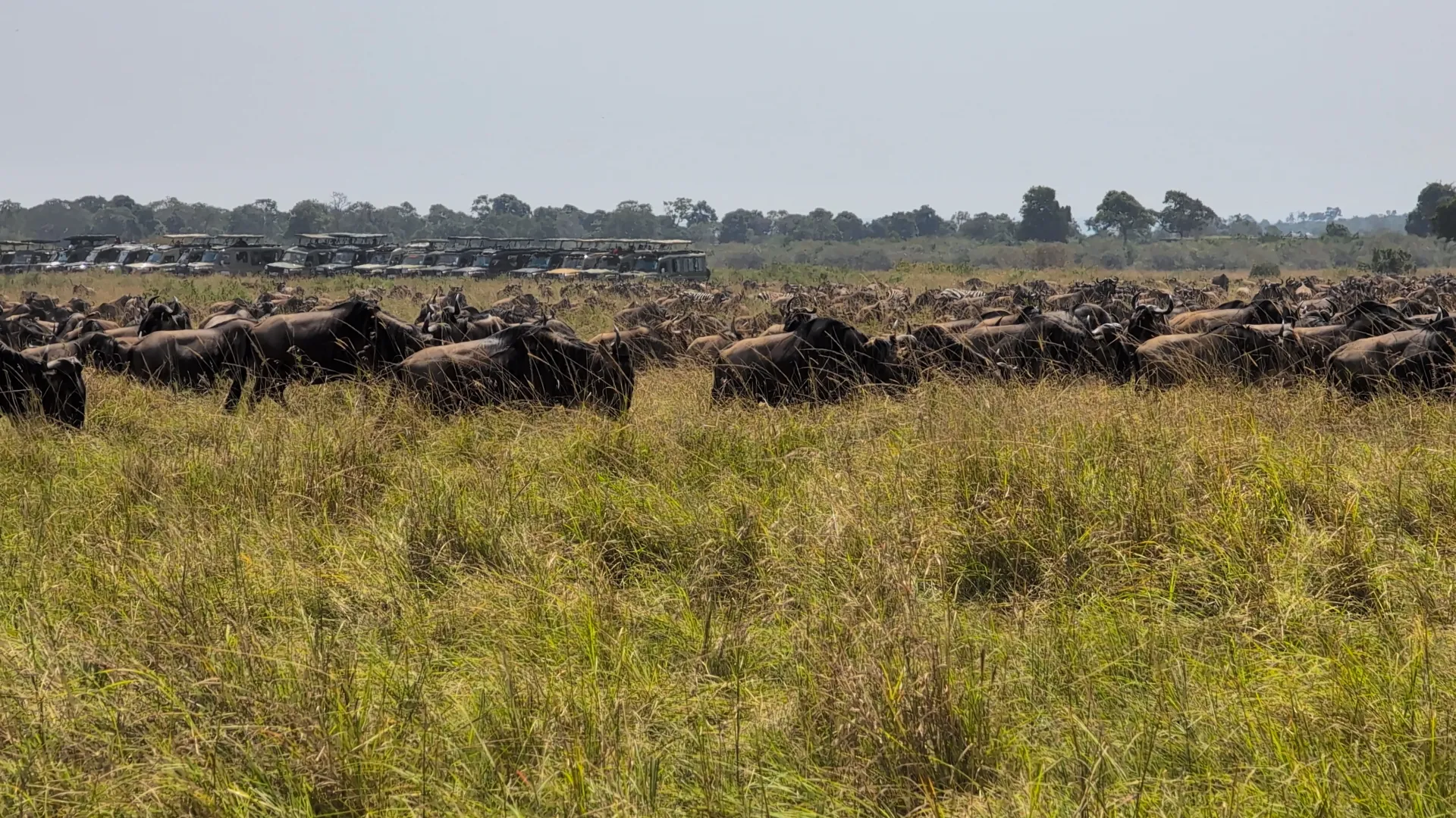 How To Plan & Book A Wildebeest Migration Safari