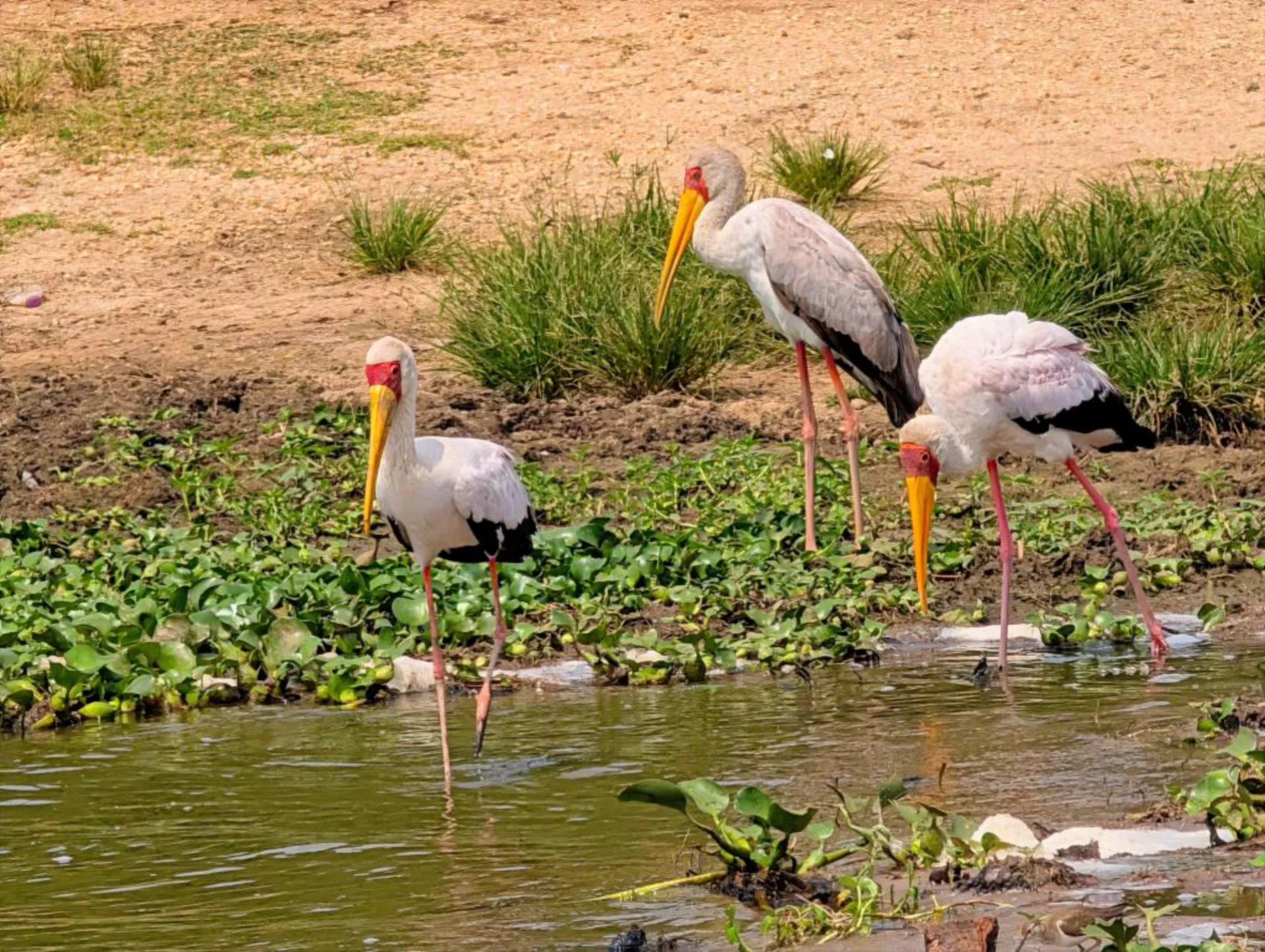 Rare & Iconic Birds: Flamingos & Shoebill Storks