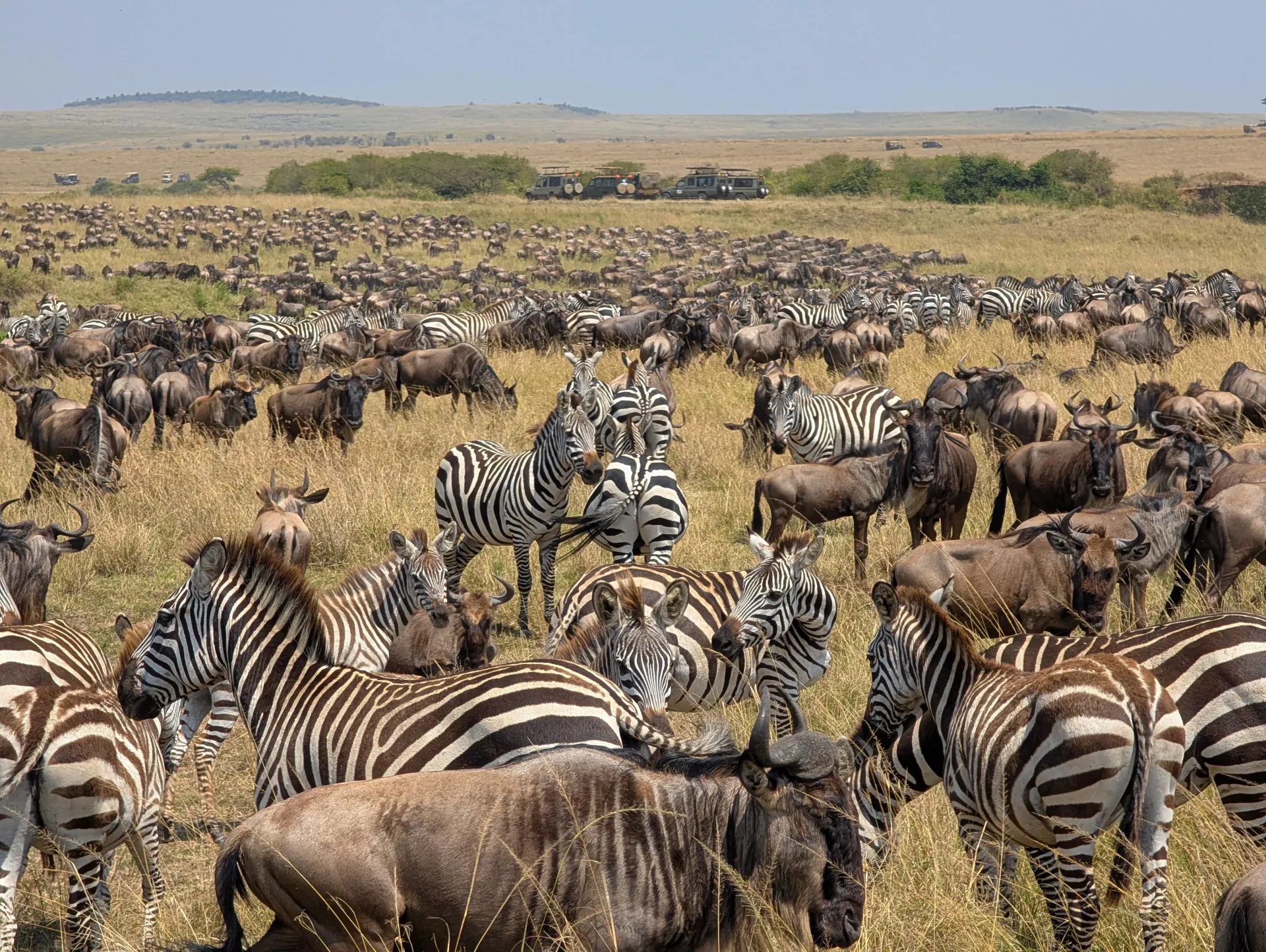 When does Tanzania migrations safaris take place?