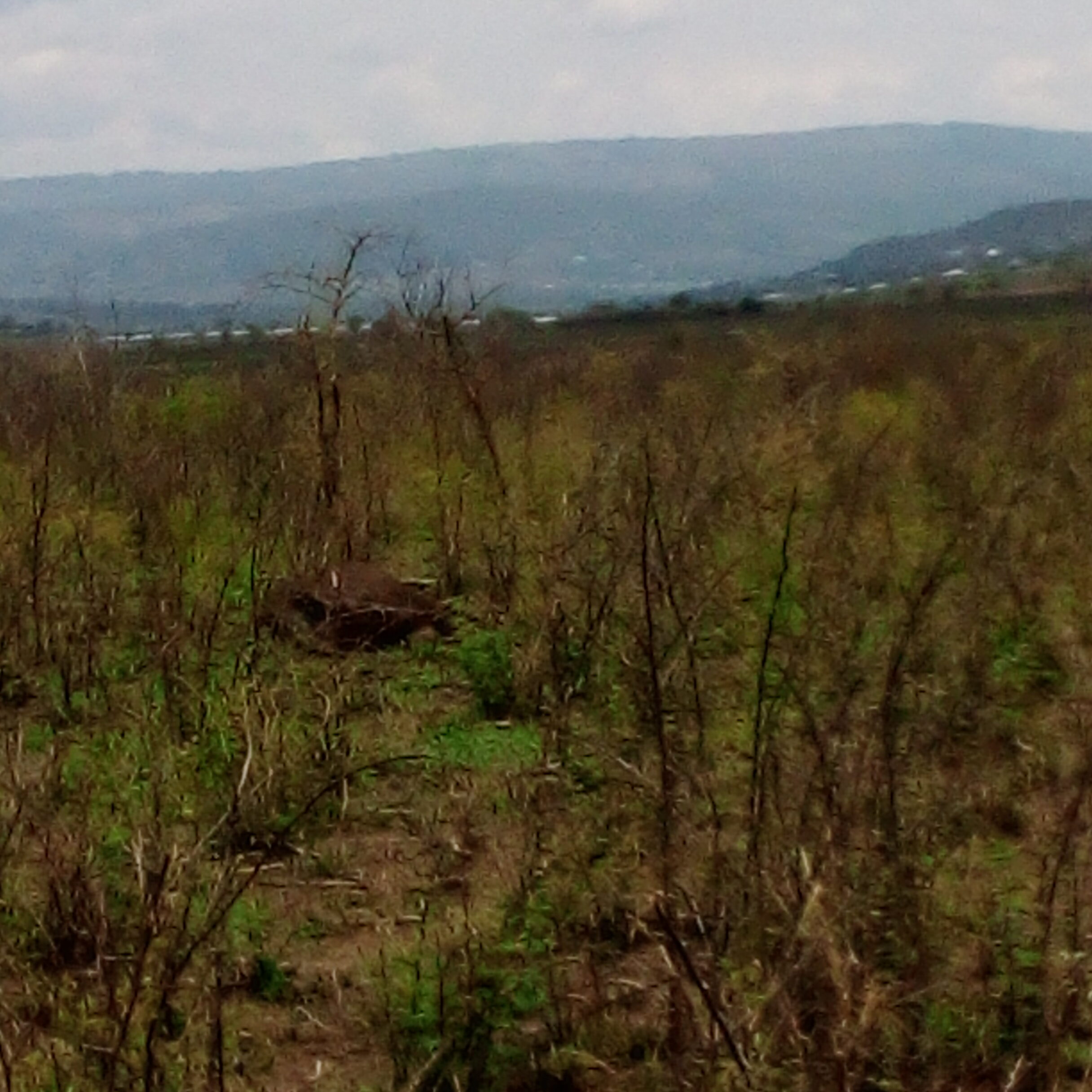 Can You Do a Safari Without a 4×4 in Rwanda?