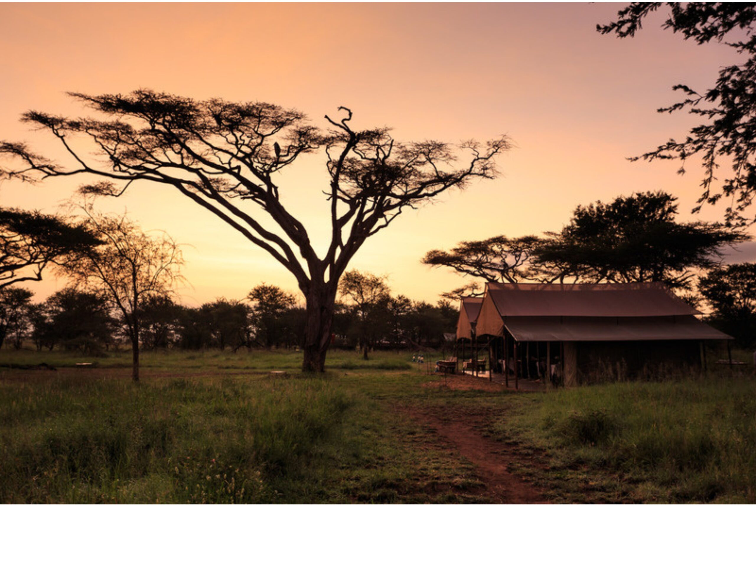 Rwanda Wildlife: Big Five & Primates in One Trip