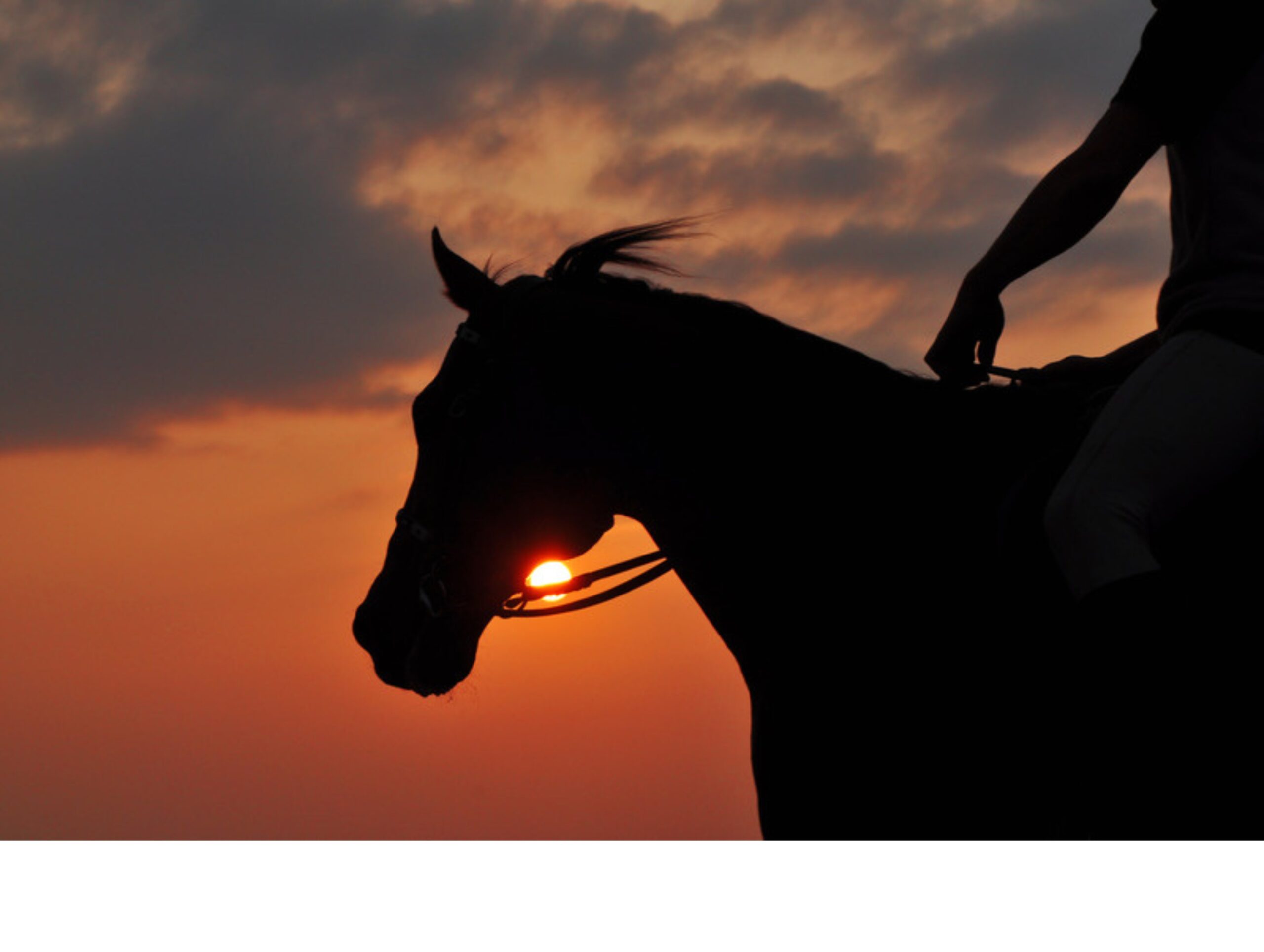 Adventure Add-Ons: Zip-Lining & Horseback Safaris