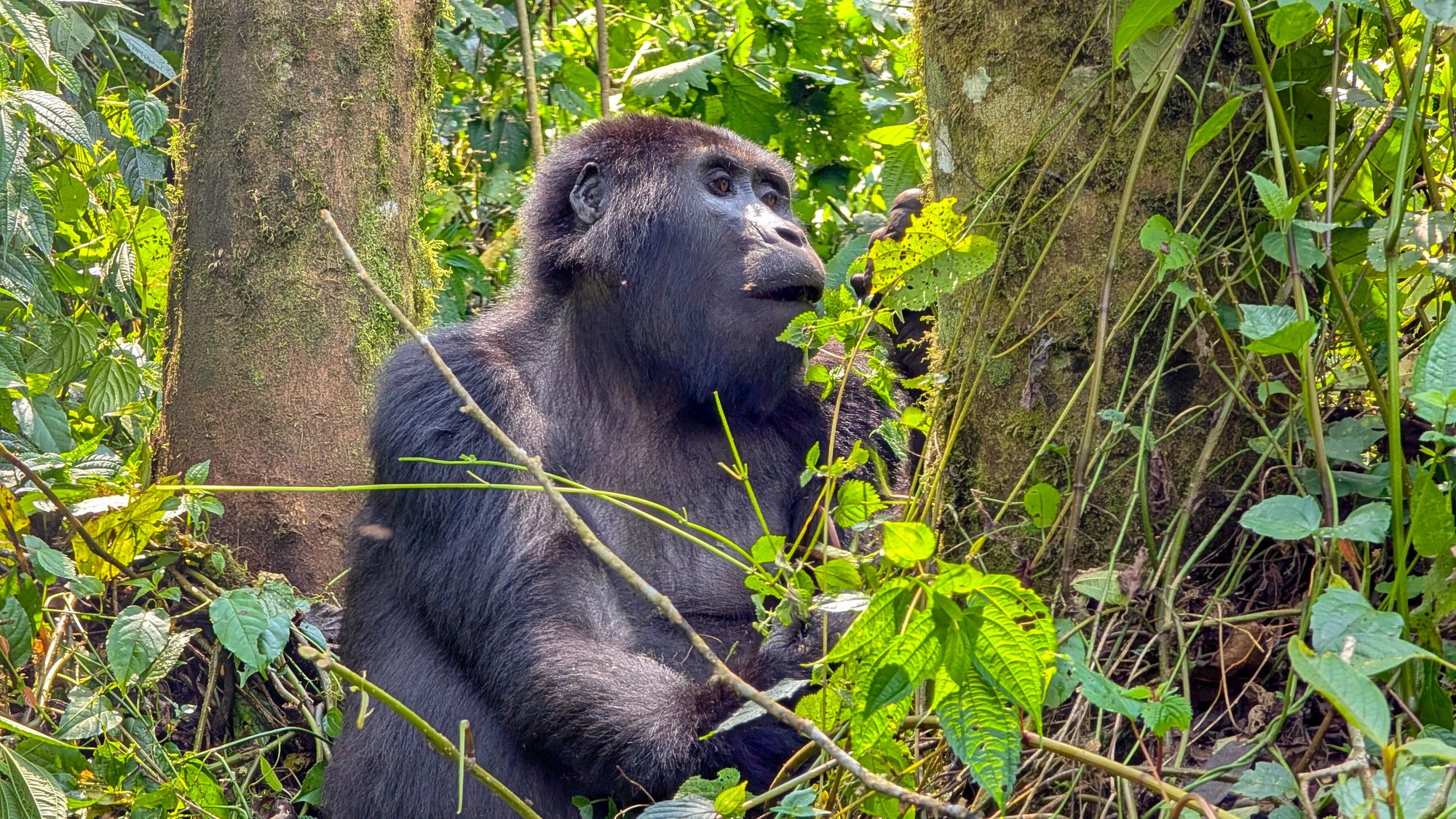 Female mountain gorilla in forest vegetation, Bwindi Impenetrable National Park, Uganda private gorilla trekking safari