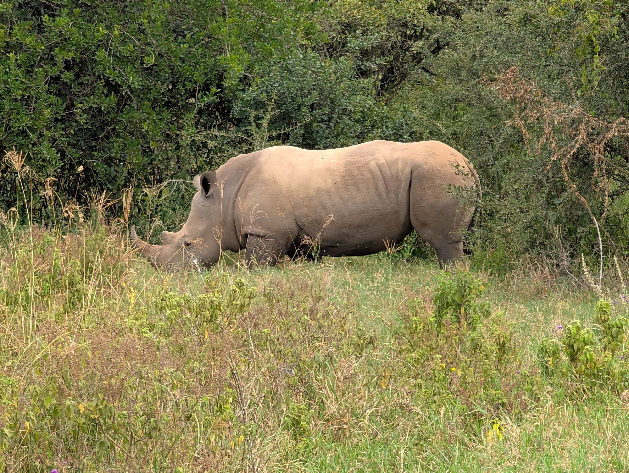 Is Lake Nakuru Worth Visiting in Kenya?
