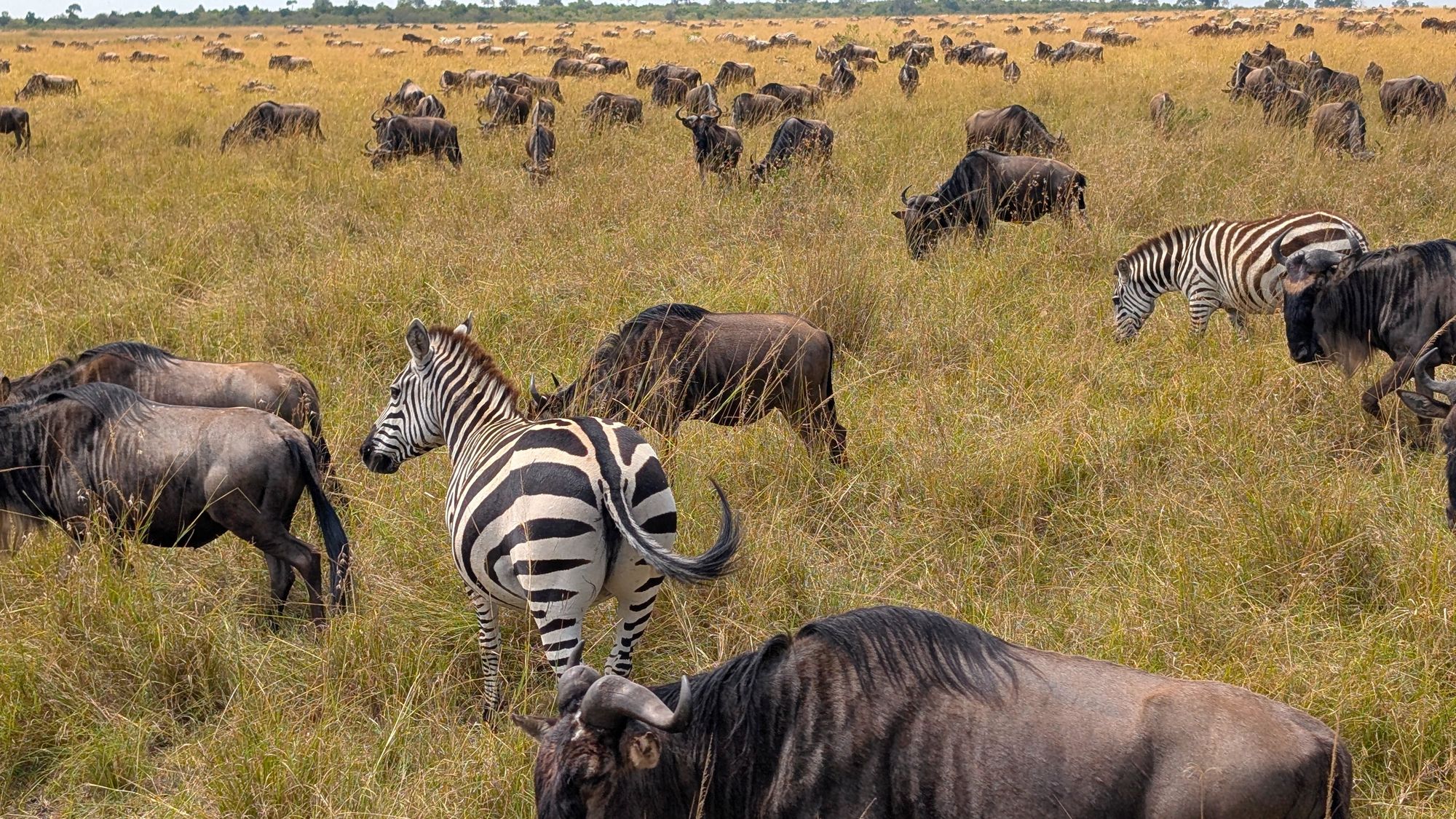 Zebra and wildebeest Great Migration herds, Masai Mara National Reserve, Kenya private safari