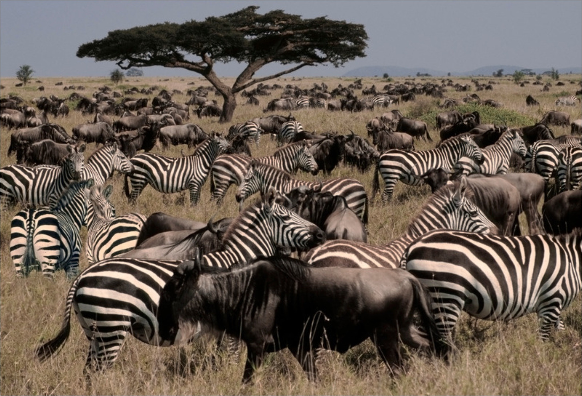 Wildebeest and zebra grazing together on golden grass plains during the Great Migration, Tanzania